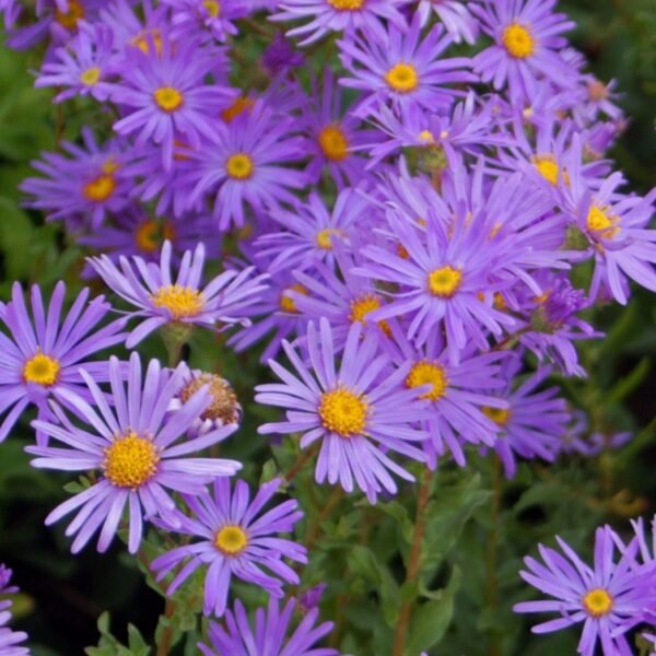 Aster Mix Seeds
