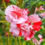 Balsam Mix Seeds