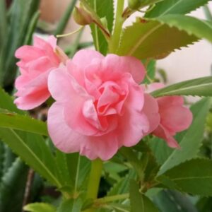 Balsam Mix Seeds
