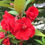 Balsam Mix Seeds