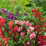 Balsam Mix Seeds