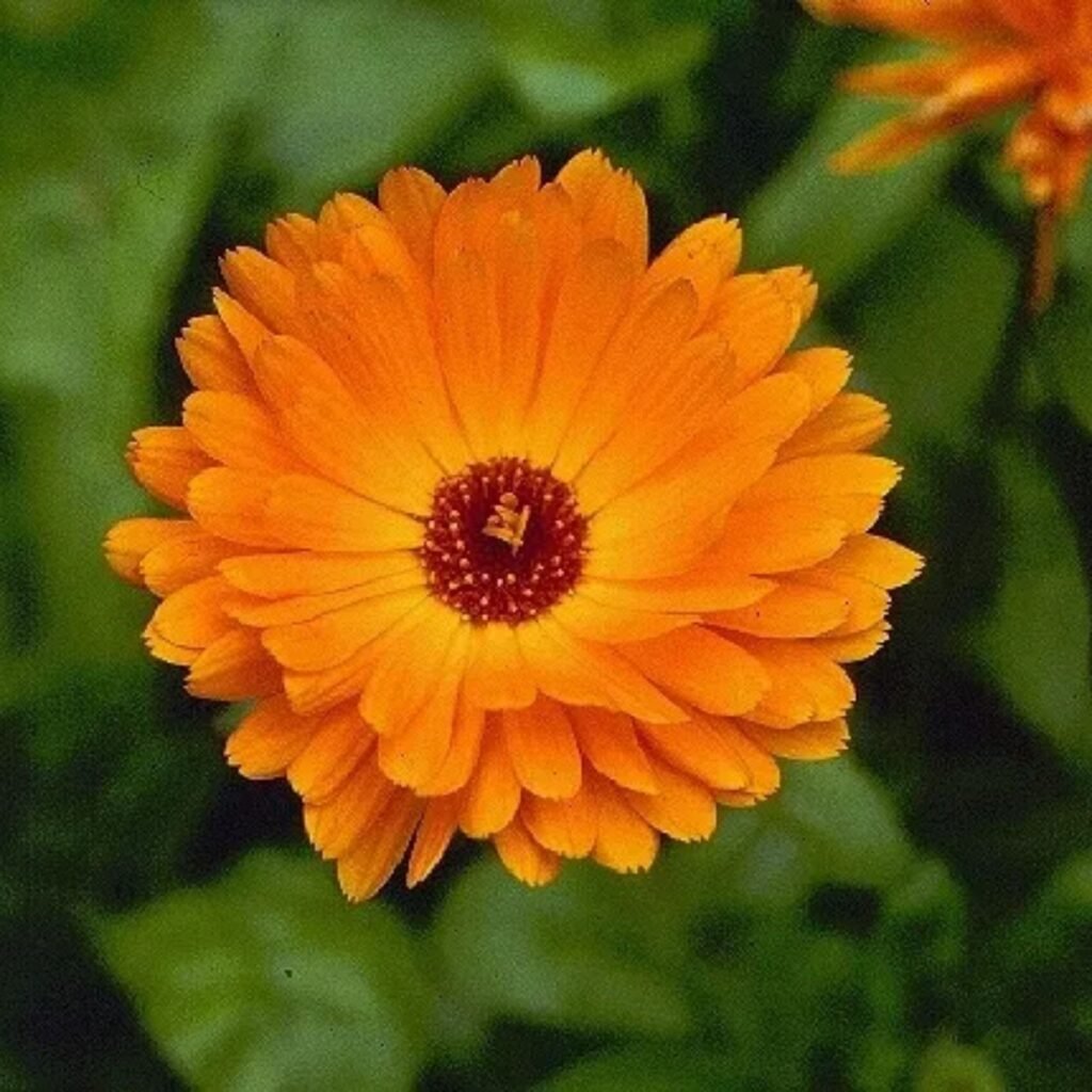 Calendula mixed seeds