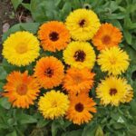 Calendula Mixed Seeds