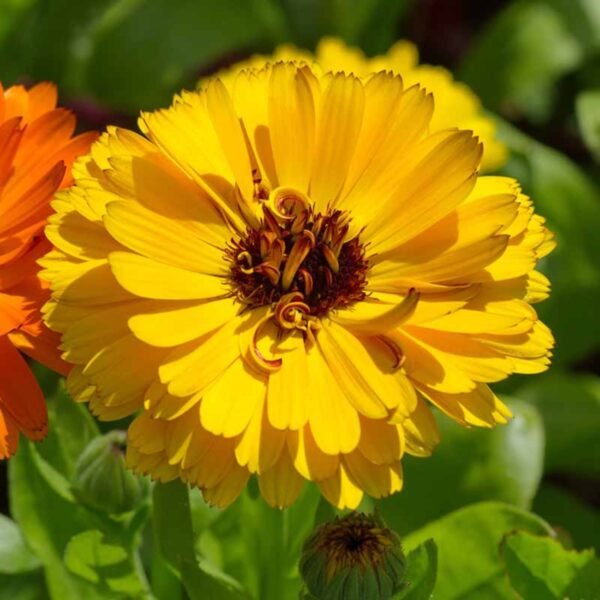 Calendula Mixed Seeds