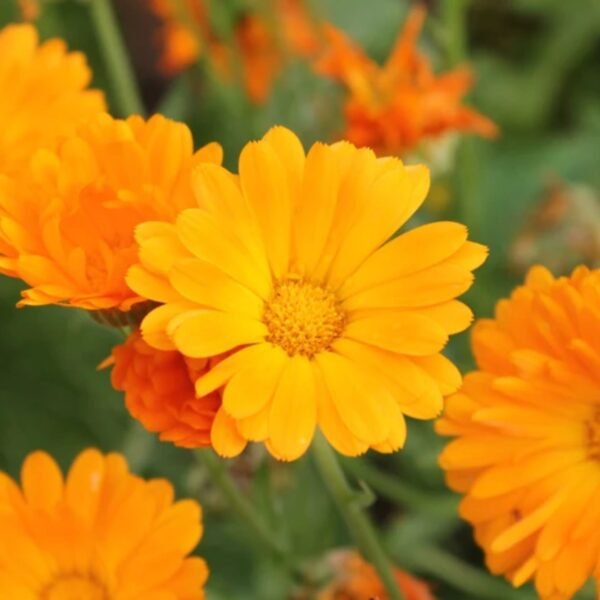 Calendula Mixed Seeds