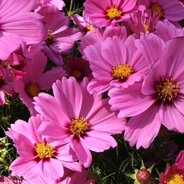 Cosmos Mix Seeds