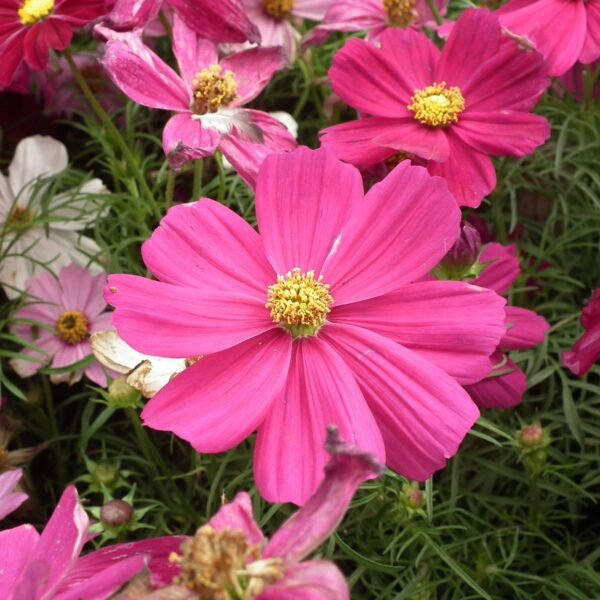 Cosmos Mix Seeds