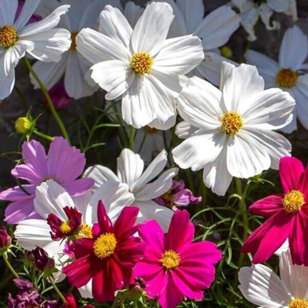 Cosmos Mix Seeds