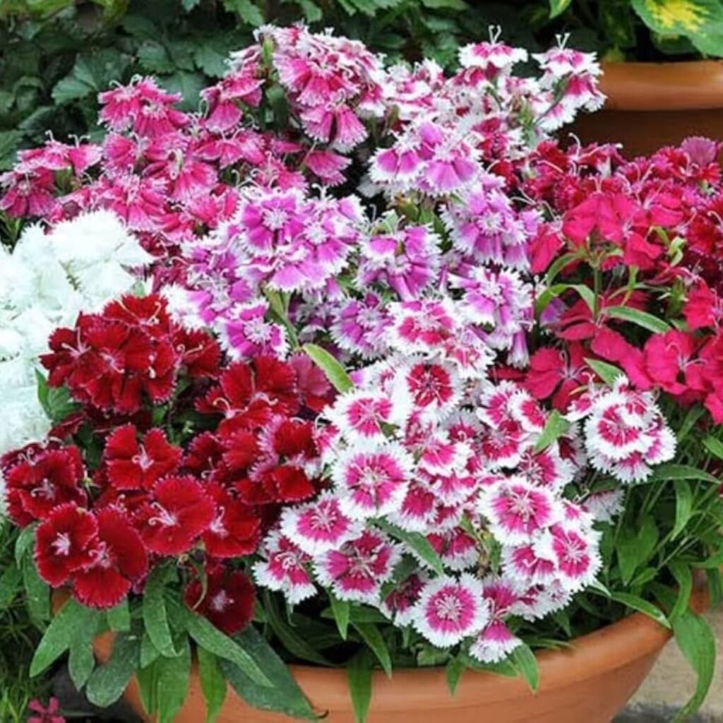 Dianthus mix seeds