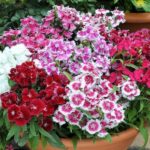 Dianthus Mix Seeds