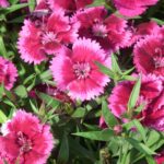 Dianthus Mix Seeds