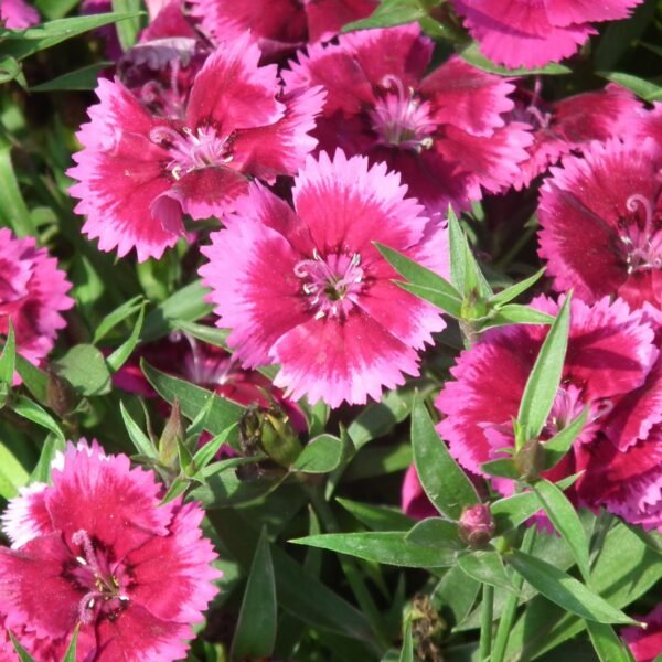 Dianthus Mix Seeds