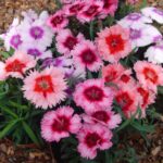 Dianthus Mix Seeds