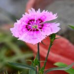 Dianthus Mix Seeds