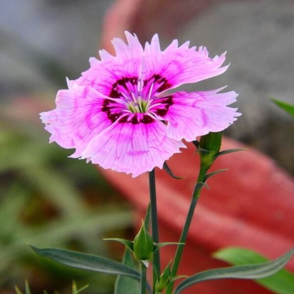 Dianthus Mix Seeds