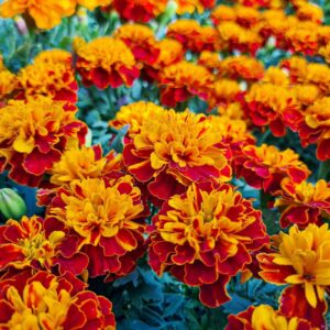 French Marigold Seeds