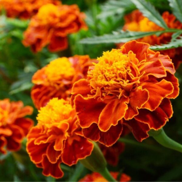 French Marigold Seeds