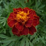 French Marigold Seeds