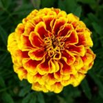 French Marigold Seeds