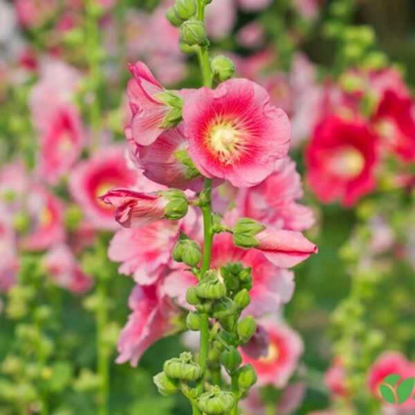 Hollyhock Mix Seeds