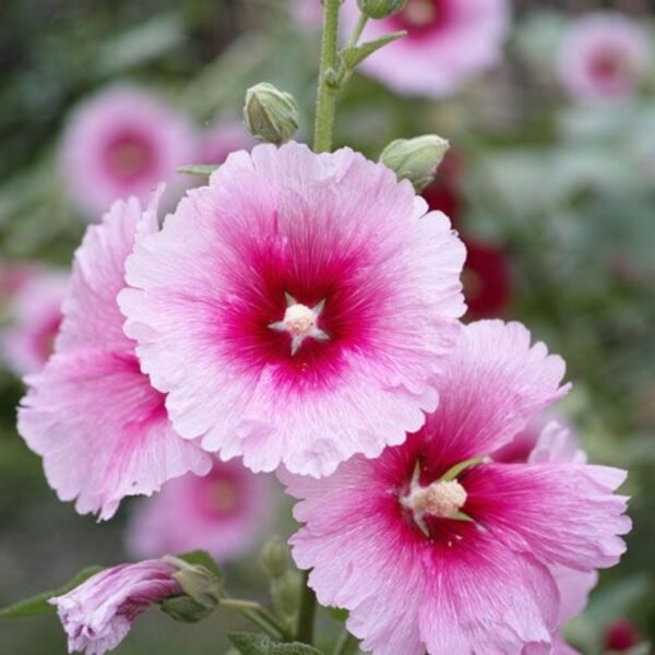 Hollyhock Mix Seeds