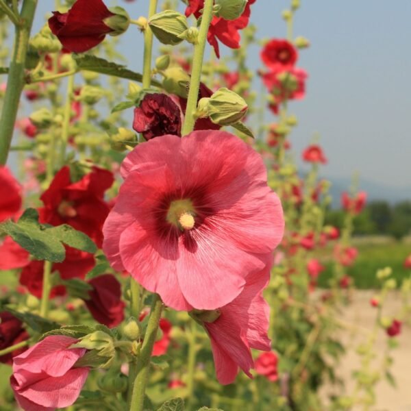 Hollyhock Mix Seeds