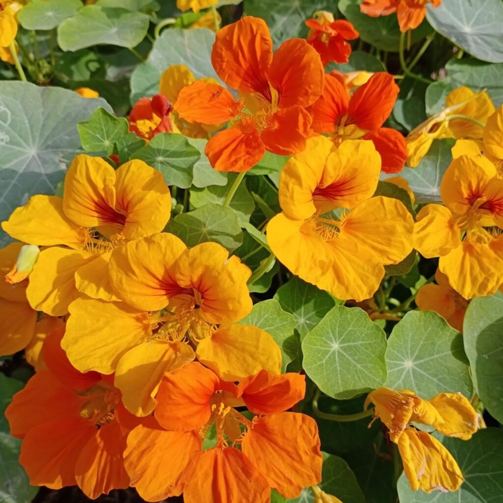 Nasturtium mix seeds