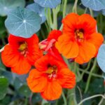 Nasturtium Mix Seeds