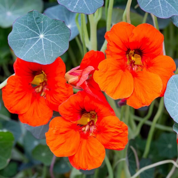 Nasturtium Mix Seeds