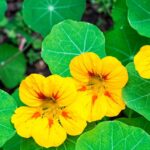 Nasturtium Mix Seeds