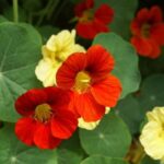 Nasturtium Mix Seeds