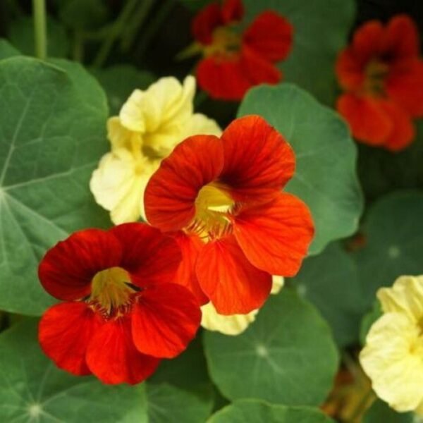 Nasturtium Mix Seeds