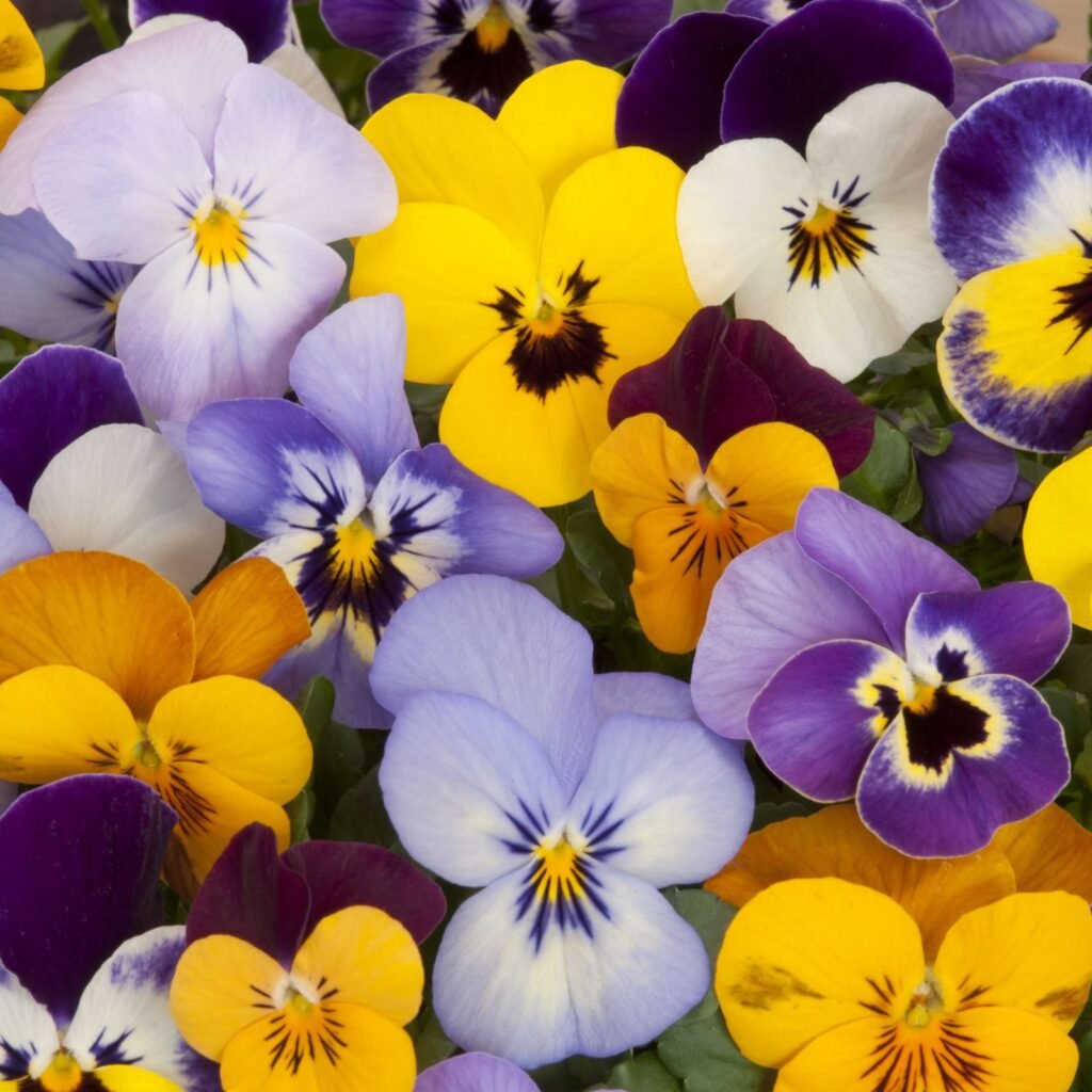 Pansy mix seeds