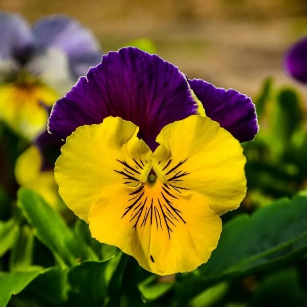 Pansy Mix Seeds