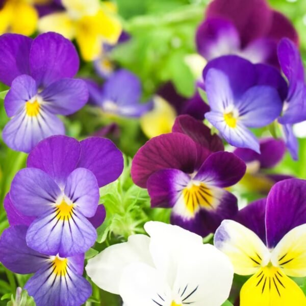 Pansy Mix Seeds
