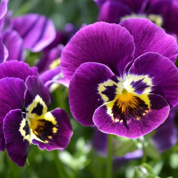 Pansy Mix Seeds