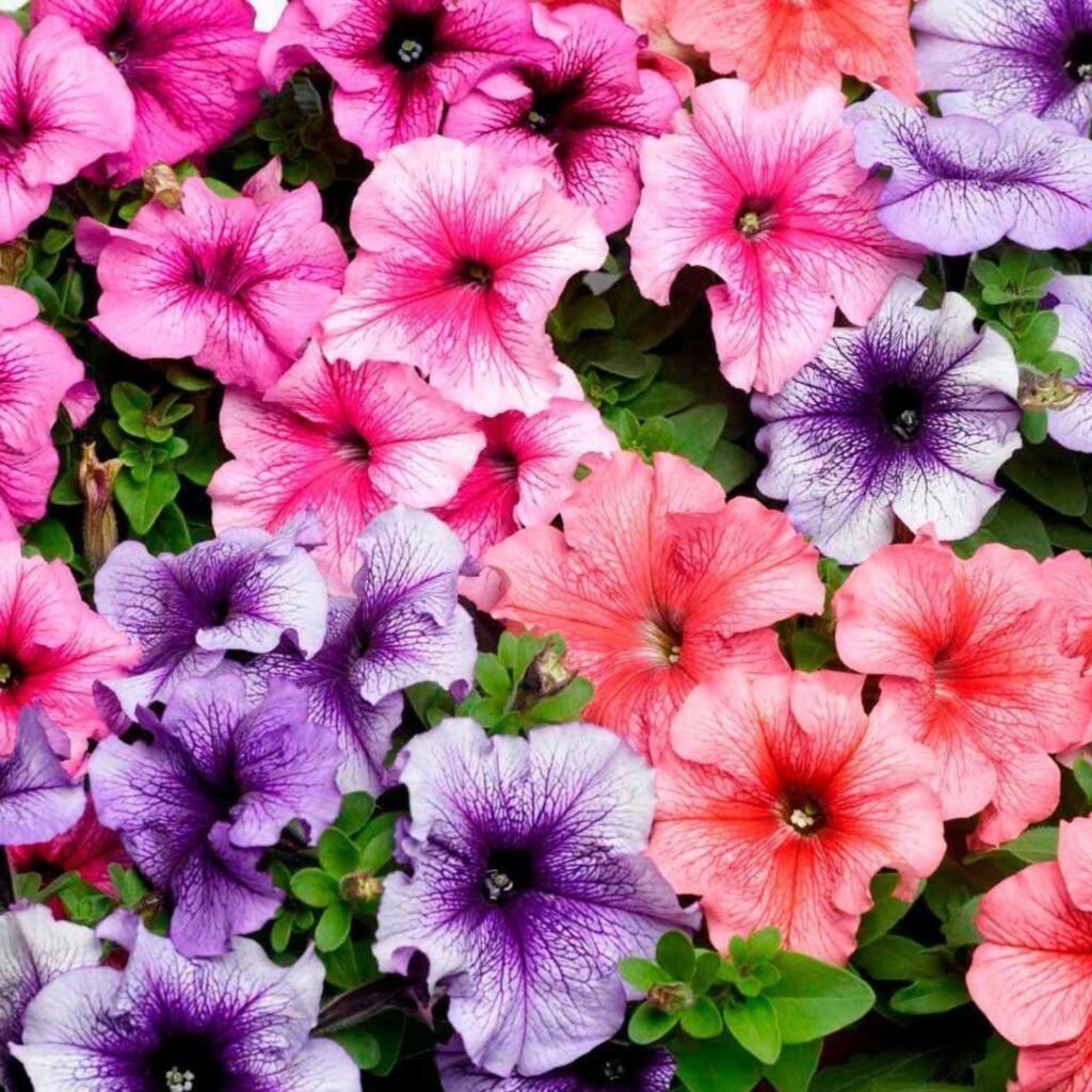 Petunia mix seeds