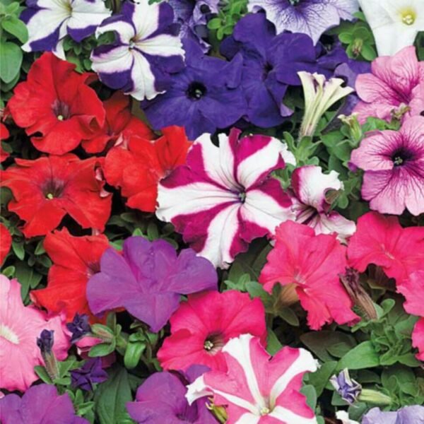 Petunia Mix Seeds