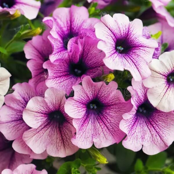 Petunia Mix Seeds