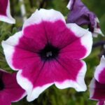 Petunia Mix Seeds