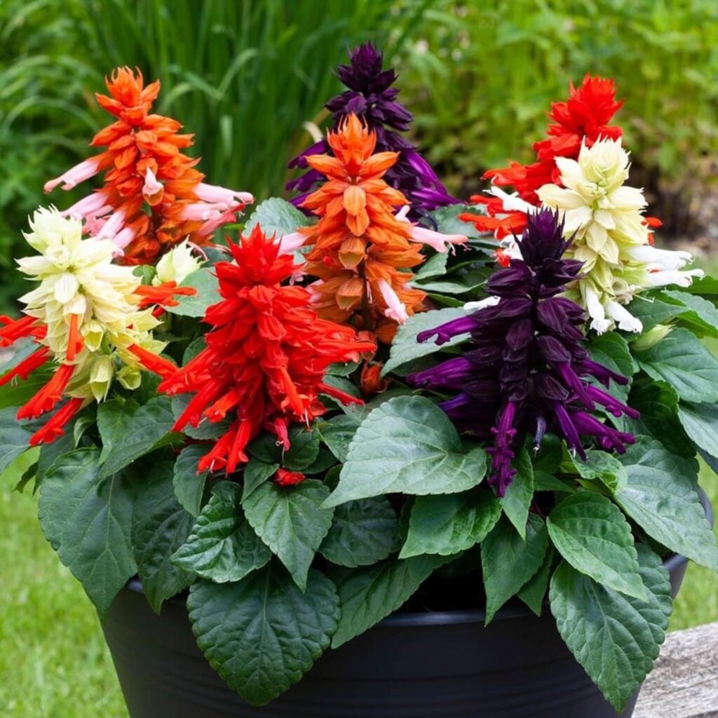 Salvia mixed seeds