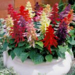 Salvia Mixed Seeds