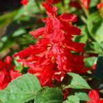 Salvia Mixed Seeds