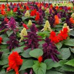 Salvia Mixed Seeds