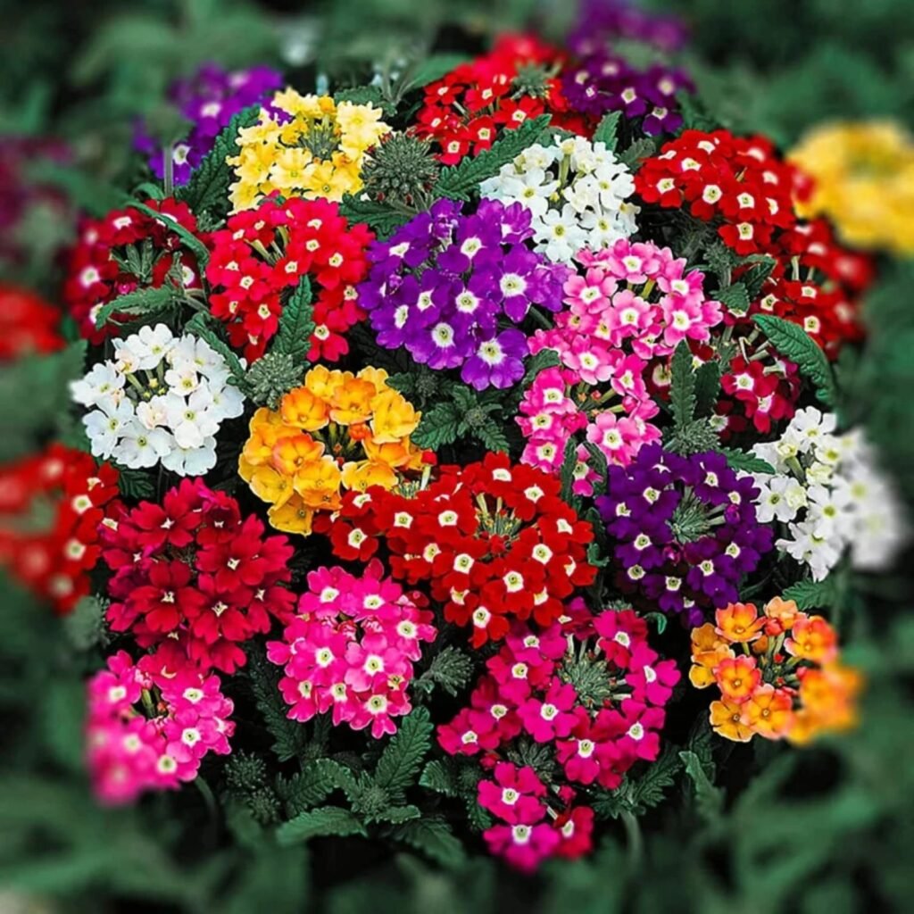 Verbena mix seeds