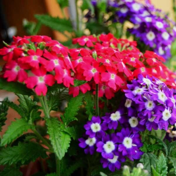 Verbena Mix Seeds