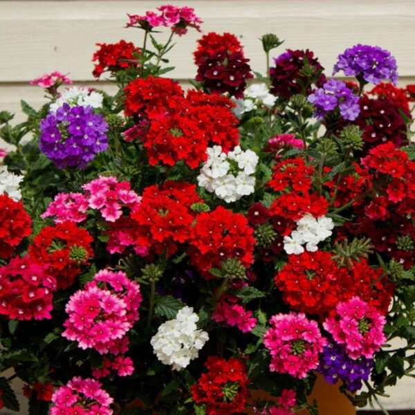 Verbena Mix Seeds