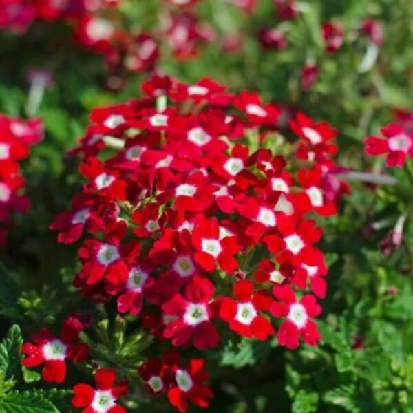 Verbena Mix Seeds