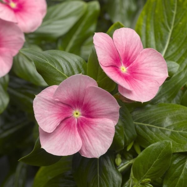 Vinca Mix Seeds