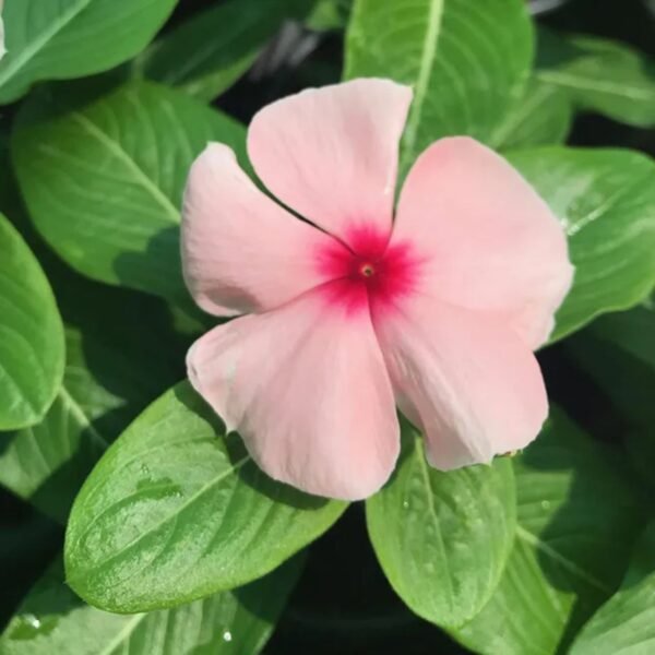 Vinca Mix Seeds